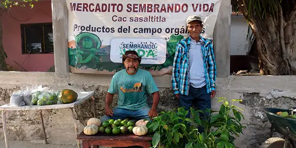 pago sembrando vida noviembre 2023