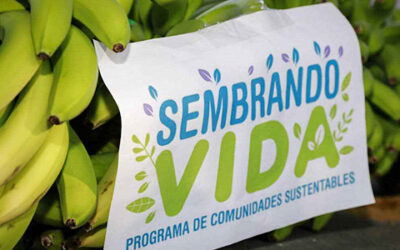 Incremento en Programa Sembrando Vida: 6 mil 250 pesos mensuales