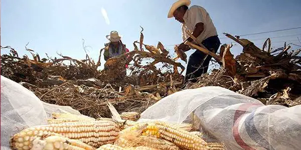 productores de maíz