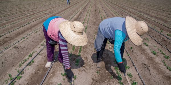 Producción para el Bienestar 2025: Apoyos de hasta 24 mil