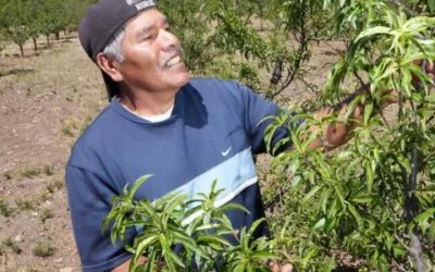 México invierte 54 mil mdp para autosuficiencia alimentaria
