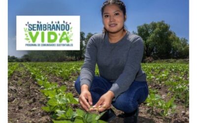 Sembrando Vida e INEA: alfabetización en 24 estados
