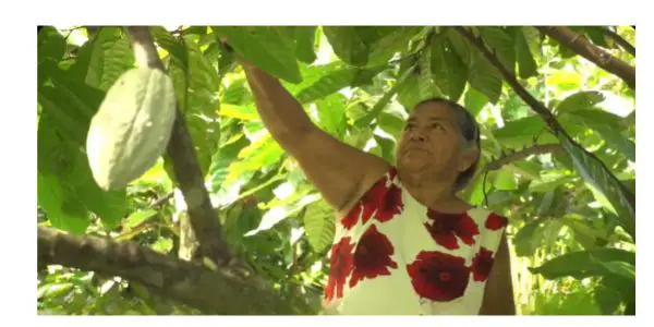 secretaría de bienestar adultos mayores